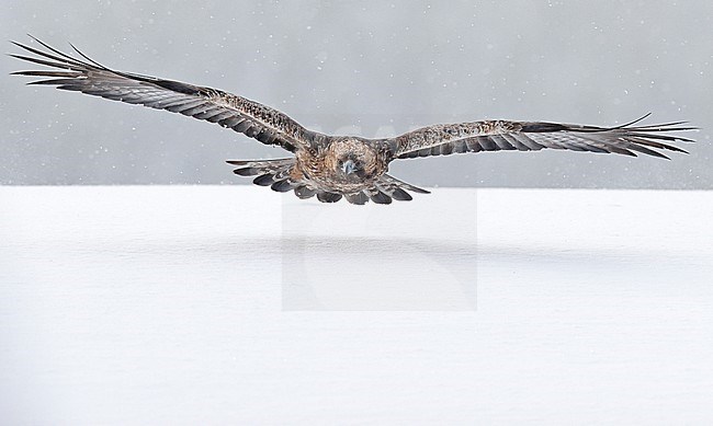 Adult Golden Eagle (Aquila chrysaetos) at Kuusamo in Finland. Adult flying low above the snow. stock-image by Agami/Markus Varesvuo,
