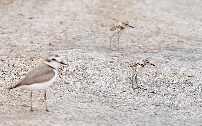 Adult and two chicks of a Kentish Plover (Charadrius alexandrinus) in Israel. stock-image by Agami/Markus Varesvuo,