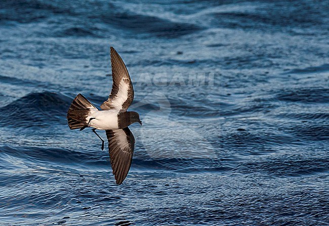 Inaccessible White-bellied Storm-Petrel (Fregetta grallaria leucogaster) in the Southern Atlantic Ocean, around the Tristan da Cunha and Gough islands. Most probably this species. stock-image by Agami/Marc Guyt,