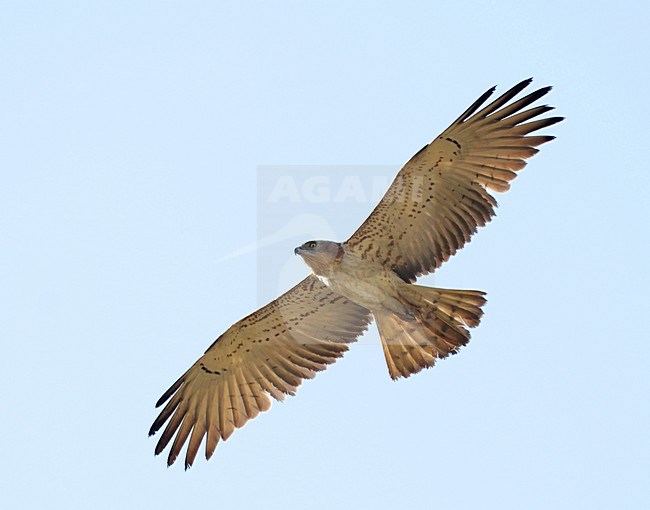 Slangenarend, Short-toed Eagle, Circaetus gallicus stock-image by Agami/Laurens Steijn,