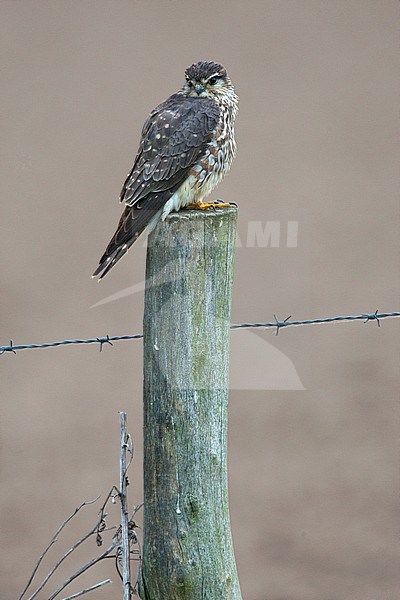 Wintering Merlin (Falco columbarius) on Wadden Island Terschelling in the Netherlands. Sitting on a wooden pole, on the lookout. Looking over its shoulder. stock-image by Agami/Harvey van Diek,