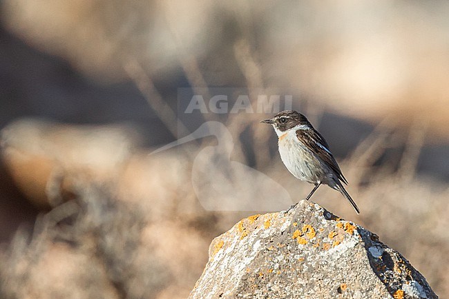 Male Canary Islands Stonechat (Saxicola dacotiae) perched on a rock, against an orange and dark background, in Fuerteventura, Canary islands. stock-image by Agami/Sylvain Reyt,