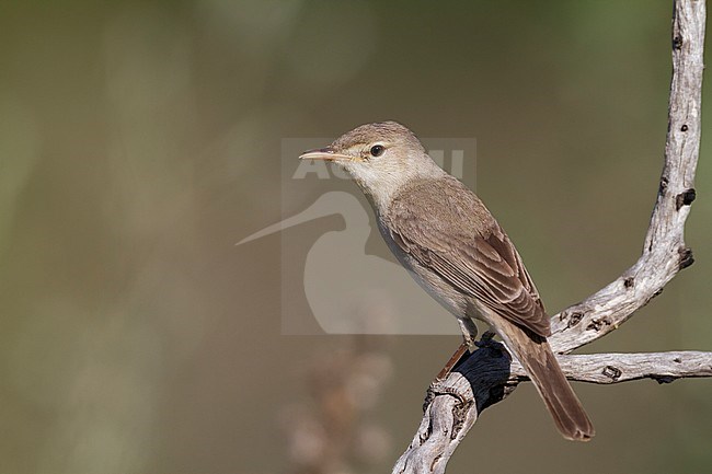 Oostelijke Vale Spotvogel, Eastern Olivaceous Warbler stock-image by Agami/Ralph Martin,