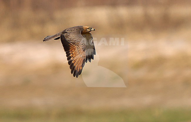 Grasshopper Buzzard, Butastur rufipennis, in West Africa. stock-image by Agami/Dani Lopez-Velasco,