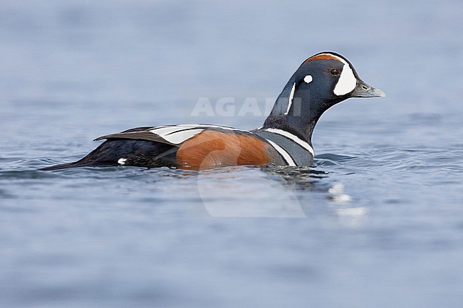 Harlequin Duck (Histrionicus histrionicus), side view of an adult male swimming Northeastern Region, Iceland stock-image by Agami/Saverio Gatto,