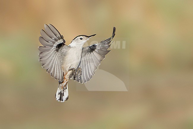 Adult male
Santa Barbara Co., CA
November 2021 stock-image by Agami/Brian E Small,