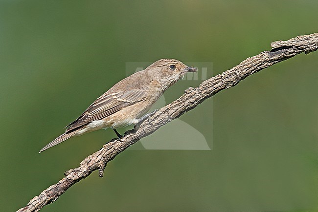  stock-image by Agami/Alain Ghignone,