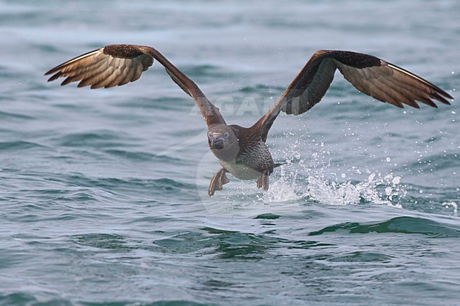 Jan-van-Gent; Northern Gannet; Sula bassana; Morus bassanus stock-image by Agami/Daniele Occhiato,