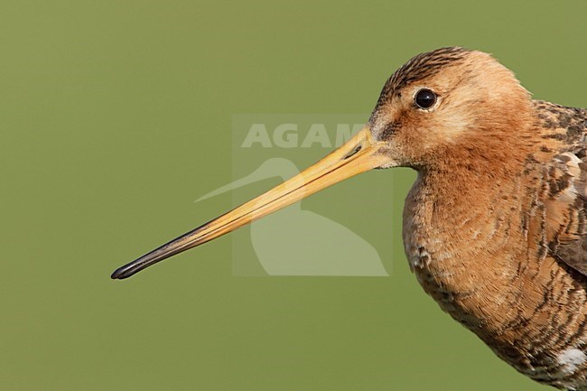 Grutto op paal in weiland; Black-tailed Godwit perched on a fench stock-image by Agami/Arie Ouwerkerk,