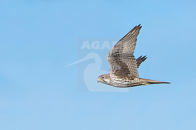 Adult
Santa Barbara Co., CA
November 2021 stock-image by Agami/Brian E Small,