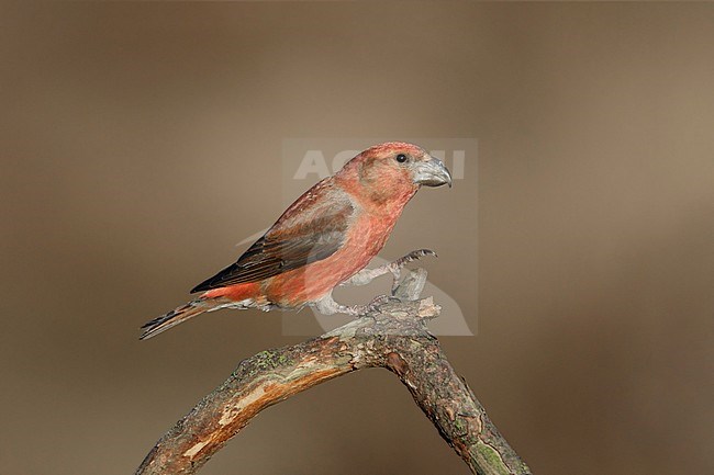 Grote Kruisbek op tak, Parrot Crossbill pearched, stock-image by Agami/Walter Soestbergen,