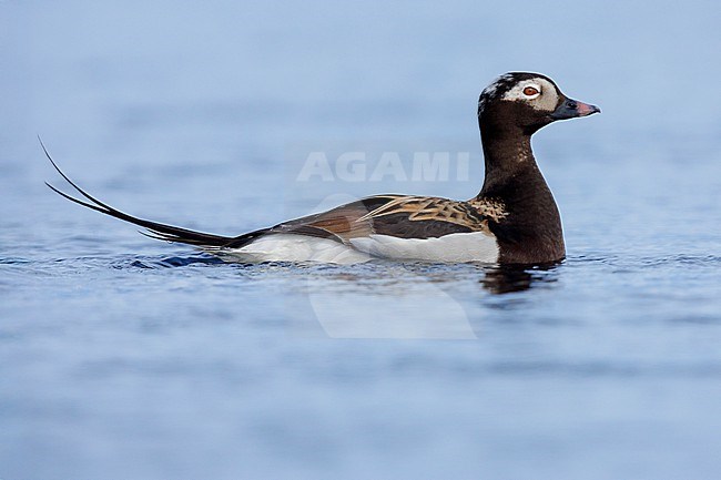 Long-tailed Duck (Clangula hyemalis),  side view of an adult male swimming in the water, Northeastern Region, Iceland stock-image by Agami/Saverio Gatto,