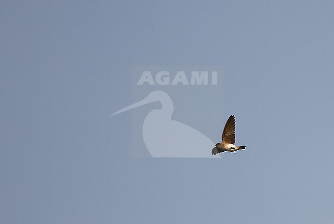 Grey-throated martin, Riparia chinensis,  at Kratie, Cambodia. stock-image by Agami/James Eaton,