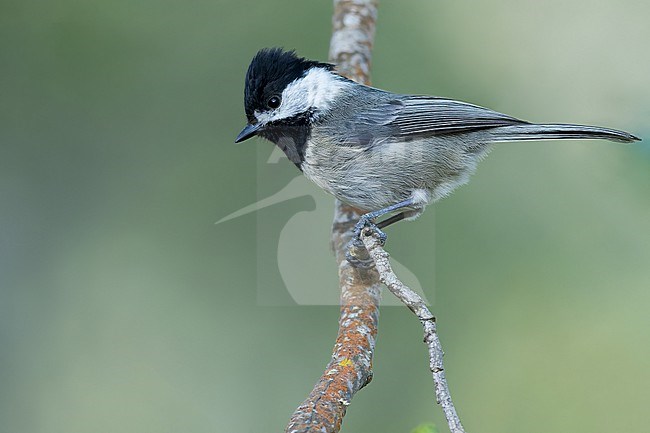 Mexican Chickadee (Poecile sclateri) in mexico stock-image by Agami/Dubi Shapiro,