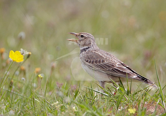 Kalanderleeuwerik zittend op grond; Calandra Lark perched on ground stock-image by Agami/Markus Varesvuo,