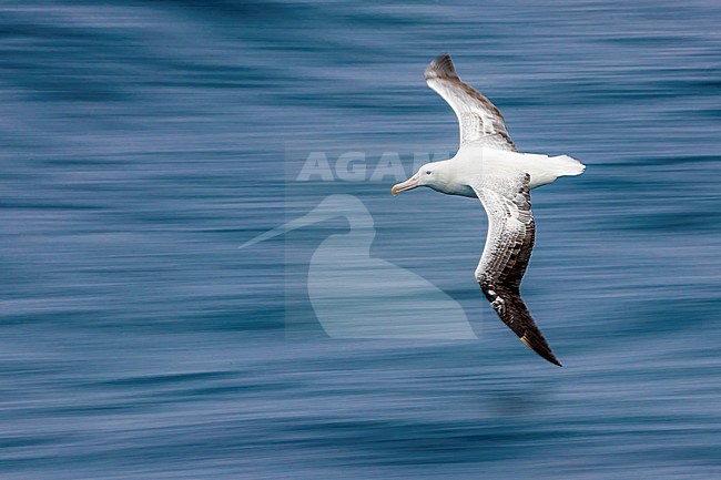 Southern Royal Albatross (Diomedea epomophora), flying on subantacrtic waters of New Zealand. With slow shutterspeed. stock-image by Agami/Rafael Armada,