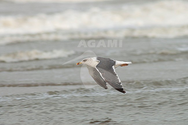 Second-summer moulting into third-winter Lesser Black-backed Gull (Larus fuscus) flying over the surf of the north sea off Katwijk in the Netherlands. Showing upper wing. stock-image by Agami/Marc Guyt,