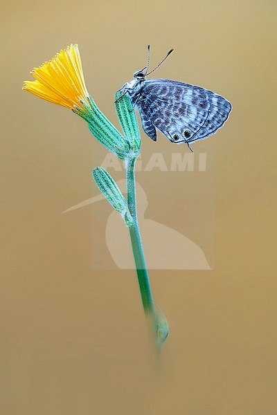 Lang’s Short-tailed Blue, Leptotes pirithous stock-image by Agami/Wil Leurs,