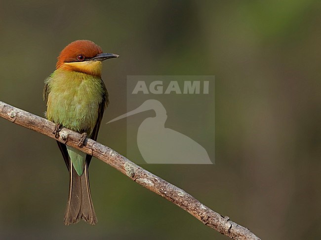 Bruinkopbijeneter zittend op tak, Chestnut-headed Bee-eater perched on branch stock-image by Agami/Alex Vargas,