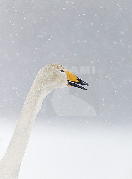 Whooper Swan (Cygnus cygnus) Hokkaido Japan February 2014 stock-image by Agami/Markus Varesvuo,