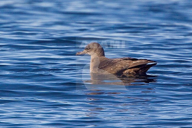 Grauwe Pijlstormvogel, Sooty Shearwater, Puffinus griseus stock-image by Agami/Glenn Bartley,