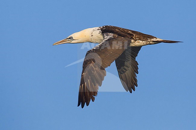 Jan-van-Gent; Northern Gannet; Sula bassana; Morus bassanus stock-image by Agami/Daniele Occhiato,