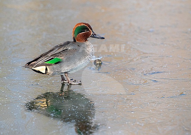 Eurasian Teal (Anas crecca) at Katwijk, Netherlands. Also known as Common teal. stock-image by Agami/Marc Guyt,