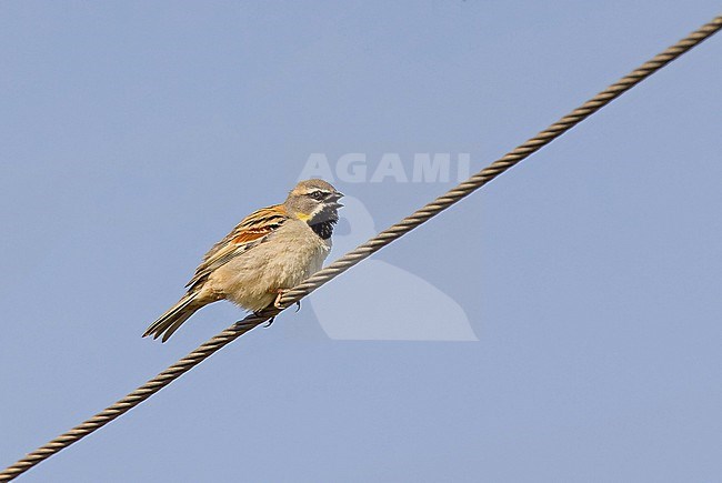 Singing male Dead Sea Sparrow (Passer moabiticus) in Turkey. stock-image by Agami/Pete Morris,