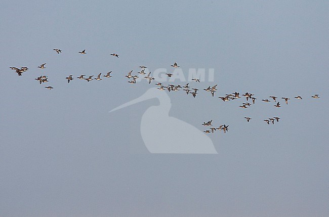 Large flock of migrating Eurasian Wigeons (Anas penelope), during autumn, passing the North sea coast off Katwijk in the Netherlands. stock-image by Agami/Marc Guyt,
