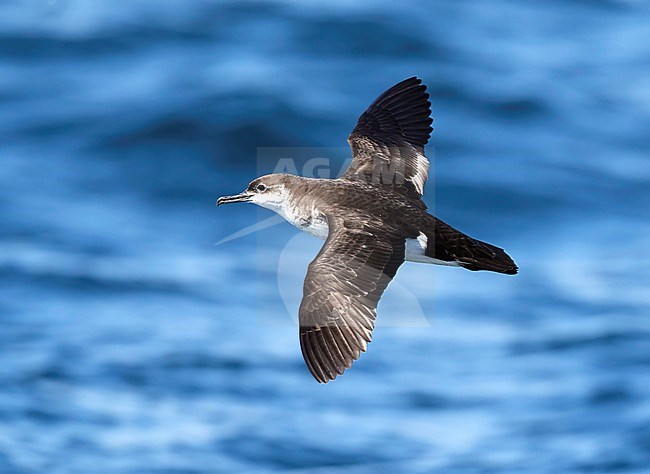 Manx Shearwater Ireland (Puffinus puffinus) stock-image by Agami/Tomi Muukkonen,