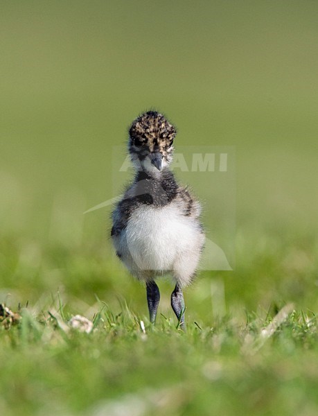 Kuiken van Kievit; Northern Lapwing chick stock-image by Agami/Marc Guyt,