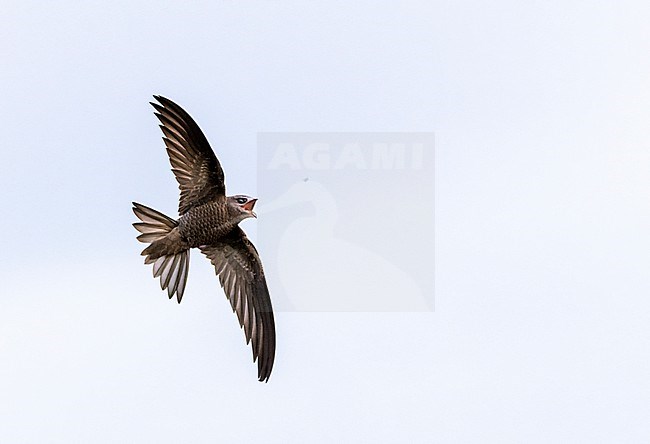 Immature Pallid Swift, Apus pallidus, catching a bug in mid air. stock-image by Agami/Marc Guyt,