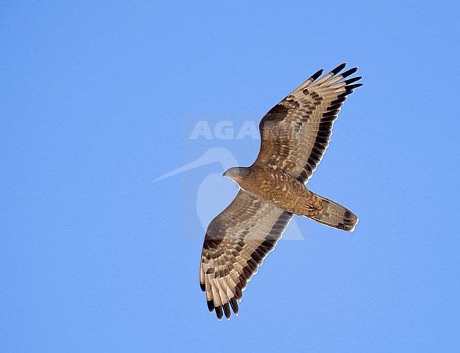 Wespendief, European Honey Buzzard, Pernis apivorus stock-image by Agami/Tomi Muukkonen,