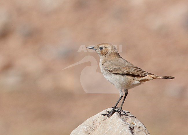 Vrouwtje Roodstuittapuit; Female Red-rumped Wheatear stock-image by Agami/Markus Varesvuo,