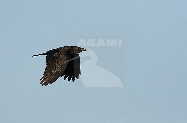 Carrion Crow (Corvus corone) in flight, showing upperwing stock-image by Agami/Marc Guyt,