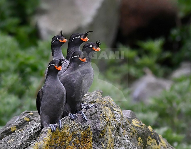 Crested Auklet, Aethia cristatella, in the Yankicha caldera, Kuril Islands chain, in the Sea of Okhotsk, Russia. stock-image by Agami/Laurens Steijn,