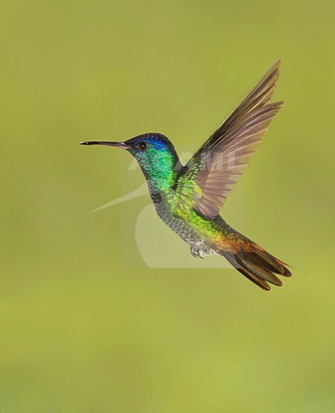 Bronsstaartsaffierkolibrie in vlucht, Golden-tailed Sapphire in flight stock-image by Agami/David Hemmings,