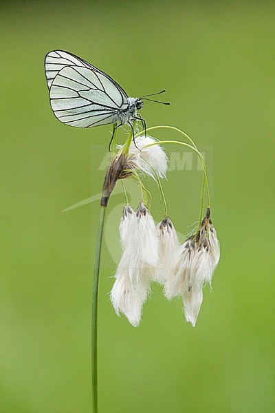 Groot Geaderd Witje / Black-veined White (Aporia crataegi) stock-image by Agami/Wil Leurs,