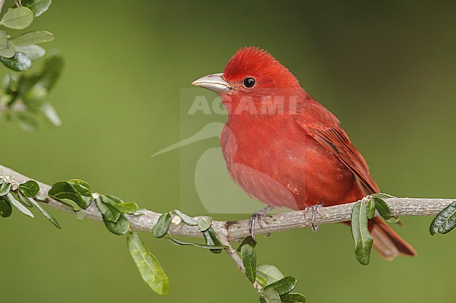 Adult male
Galveston Co., TX
April 2013 stock-image by Agami/Brian E Small,