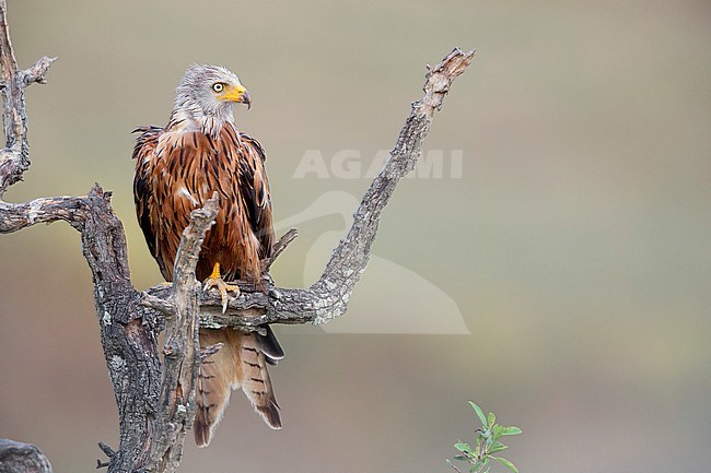 Red Kite, Adult perched on a dead tree, Basilicata, Italy stock-image by Agami/Saverio Gatto,