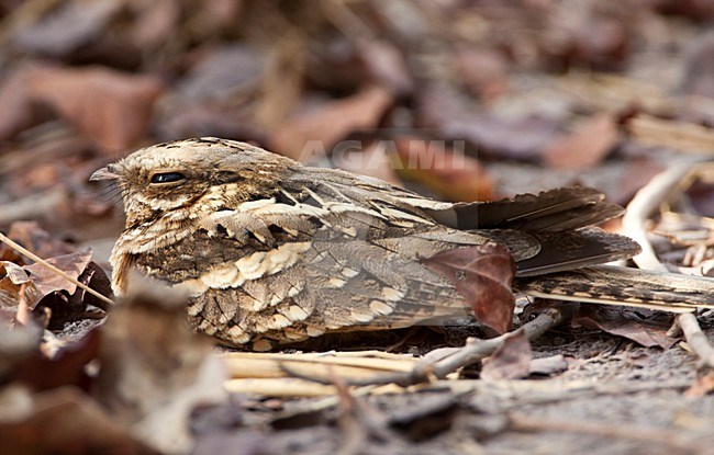 Langstaartnachtzwaluw, Long-tailed Nightjar, Caprimulgus climacurus stock-image by Agami/Marc Guyt,