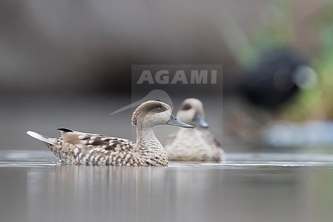 Pair of Marbled Teals (Marmaronetta angustirostris) wintering in Spanish wetland. Swimming on a lake in a local nature reserve. stock-image by Agami/Ralph Martin,