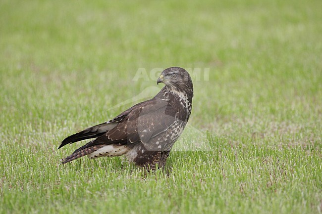 Buizerd zittend in gras; Common Buzzard perched in gras stock-image by Agami/Reint Jakob Schut,