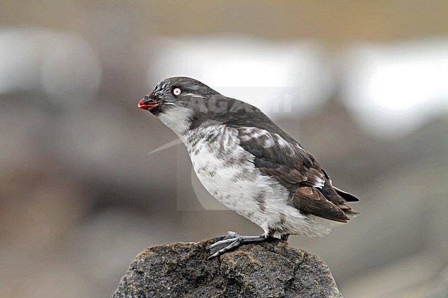 Dwergalk zittend op rots, Least Auklet perched on rock stock-image by Agami/Pete Morris,