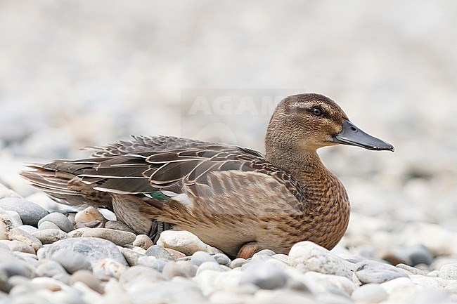 Garganey - Knäkente - Spatula querquedula, Austria, adult, male, eclipse stock-image by Agami/Ralph Martin,