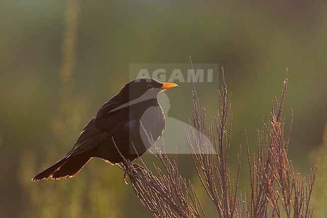 Eurasian Blackbird - Amsel - Turdus merula ssp. merula, Germany, adult male stock-image by Agami/Ralph Martin,