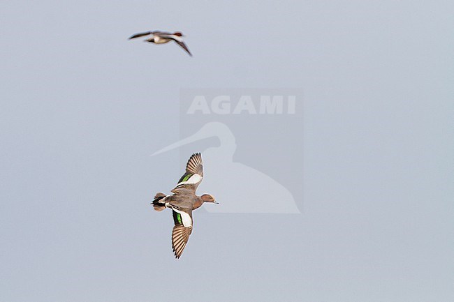 Smient, Eurasian Wigeon, Anas penelope wintering birds on lake during frost period. Adult male in flight. stock-image by Agami/Menno van Duijn,