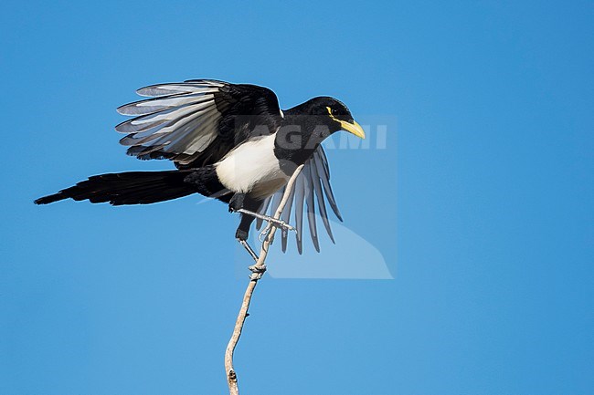 Adult Yellow-billed Magpie (Pica nuttalli) in Santa Barbara Co., California, USA. Balancing on a branch. stock-image by Agami/Brian E Small,