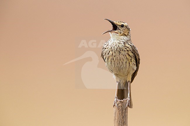 Agulhas Long-billed Lark (Certhilauda brevirostris), front view of an adult singing on a pole, Western Cape, South Africa stock-image by Agami/Saverio Gatto,