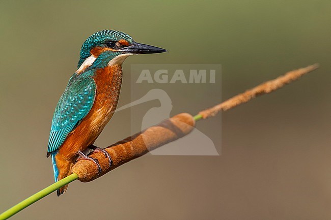 Common Kingfisher, Alcedo atthis, perched in Italy. stock-image by Agami/Daniele Occhiato,